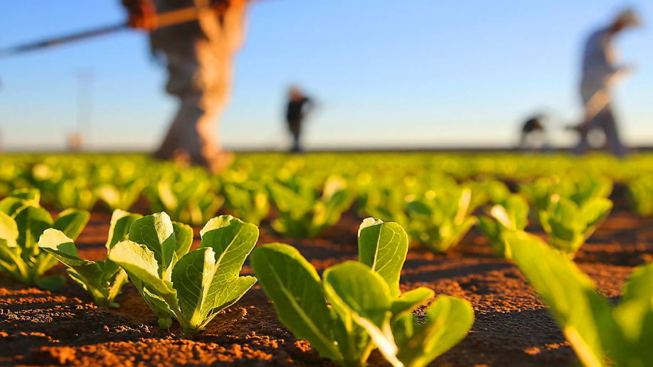 La agroindustria brasileña: un modelo de diversificación y resiliencia exportadora